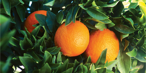 naranjas-img5